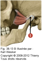 Figure de l'articulation temporo-mandibulaire où on identifie: 1. Un disque unit au muscle ptérygoïdien latéral et la capsule articulaire.