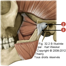 Figure de l'articulation temporo-mandibulaire où on identifie: 2. La capsule articulaire, et 3. Le ligament Latéral.