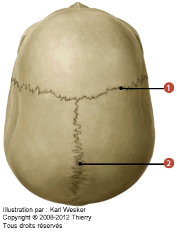 Figure des articulations entre les os du crâne où on identifie: 1. La suture coronale, et 2. La suture sagittale.