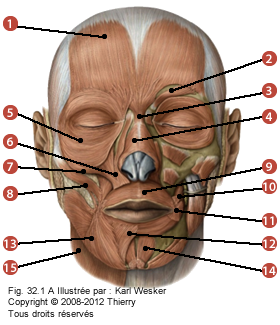 Figure du visage où on identifie les muscles suivants: 1. Orbiculaire de la bouche, 2. L'occipito-frontal, 3. Corrugateur des sourcils, 4. Procerus, 5. Nasal, 6. Orbiculaire de l'œil, 7. Releveur de la lèvre, 8. Buccinateur, 9. Grand zygomatique, 10. Petit zygomatique, 11. Risorius, 12. Abaisseur de la lèvre, 13. Abaisseur de l'angle de la bouche, 14. Mentonnier, et 15. Plastyma.