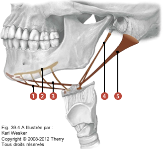 Figure 1 de 2 des muscles supra-hyoïdiens où on identifie: 1. Le géno-hyoïdien, 2. Le mylo-hyoïdien, 3. Le digastrique ventre antérieur, 4. Le stylo-hyoïdien, et 5. Le digastrique ventre postérieur.