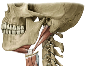 Figure 2 de 2 des muscles supra-hyoïdiens.