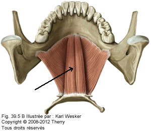 Figure des muscles supra-hyoïdiens où on identifie le Génio-hyoïdien.