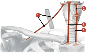 Figure 1 de 2 des muscles infra-hyoïdiens où on identifie: 1. L'omo-hyoïdien, 2. Le thyro-hyoidien, 3. Le sterno-hyoïdien, et 4. Le sterno-thyroïdien.