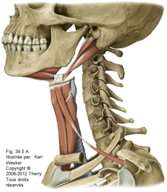 Figure des muscles infra-hyoïdiens.