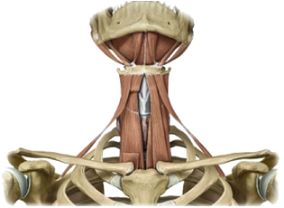 Figure 2 de 2 des muscles infra-hyoïdiens.