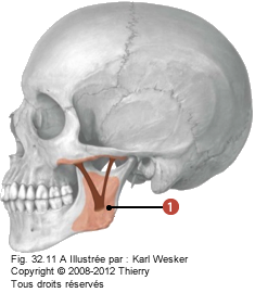 Figure 1 de 2 du masseter.