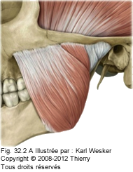 Figure 2 de 2 du masseter.