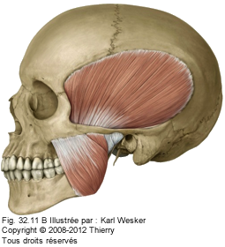 Figure 2 de 2 du muscle temporal.