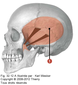 Figure 1 de 2 du muscle temporal.