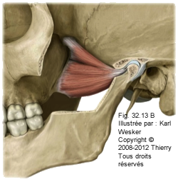 Figure 1 de 2 du ptéryogoidien latéral et médial.