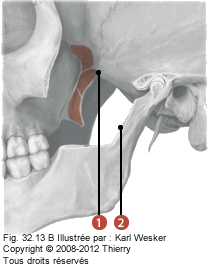 Figure 2 de 2 du ptéryogoidien latéral et médial où on identifie: 1. Le ptérygoidien latéral, et 2. Le ptérygoidien médial.