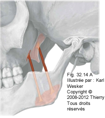 Figure 1 de 2 du ptéryogoidien latéral et médial.