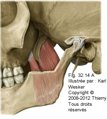 Figure 2 de 2 du ptéryogoidien latéral et médial.