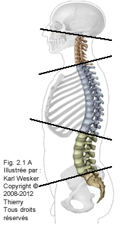 Figure des os et des structures de la colonne vertébrale.