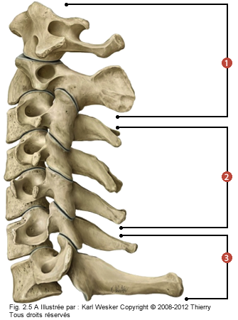 Figure de la colonne cervicale où on identifie: 1. La colonne cranio-vertébrale (vertèbres C1 et C2), 2. La colonne cervicale moyenne (vertèbres C3 à C5), et 3. La colonne cervicale basse (vertèbres C6 et C7).