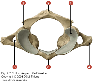 Figure du C1 où on identifie: 1. Les facettes articulaires supérieures, 2. Le tubercule postérieur, 3. Le sillon de l'artère vertébrale, 4. Le processus transverse, 5. Le foramen transversaire, et 6. Le tubercule antérieur.