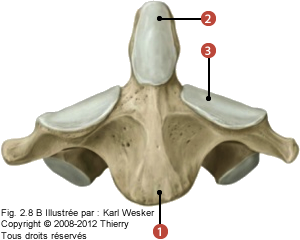 FIgure du C1 en vue antérieure où on identifie: 1. Le corps vertébral, 2. Le processus odontoïde, et 3. Les facettes articulaires supérieures.