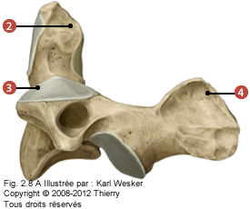 Figure du C2 en vue latérale où on identifie: 2. Le processus odontoïde, 3. Les facettes articulaires supérieures, et 4. Le processus épineux bifide.