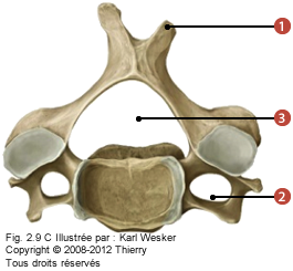 Figure d'une des vertèbres entre C3 et C6 en vue supérieure où on identifie: 1. Un processus épineux bifide, 2. Le passage de l'artère vertébrale, et 3. Le foramen vertébral.