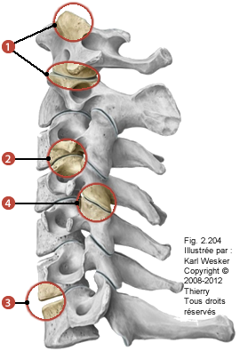 Figure de la colonne cervicale où on identifie: 1. Les articulations cranio-vertébrales, 2. Les articulations uncovertébrales, 3. Les articulations intervertébrales, et 4. Les articulations zygapophysaires.