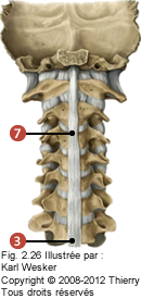 Figure 2 de 3 des ligaments cervicaux où on identifie: 3. Le ligament supra épineux, et 7. Le ligament nuchal.