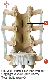 Figure 3 de 3 des ligaments cervicaux où on identifie: 1. Le ligament longitudinal antérieur, et 5. Le ligament jaune.