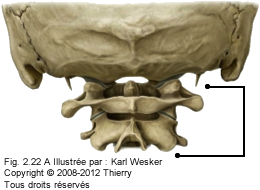 Figure des articulations cranio-vertébrales.