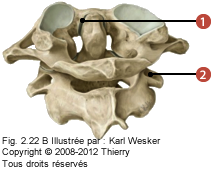 Figure de l'articulation atlanto-axoidienne où on identifie: 1. L'articulation atlanto-odontoide, et 2. L'articulation atlanto-axoidienne latérale.