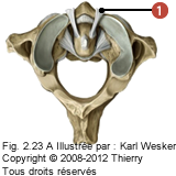 Figure de l'articulation atlanto-axoidienne en vue supérieure où on identifie: 1. Les ligaments alaires.