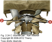 Figure de l'articulation atlanto-axoidienne en vue postérieure où on identifie: 2. Le ligament cruciforme, et 3. Les ligaments longitudinaux supérieur et inférieur.