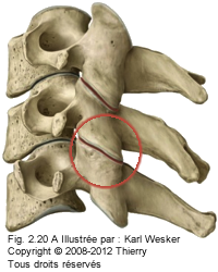 Figure 1 de 2 des articulations zygapophysaires.