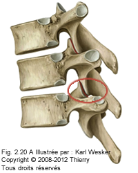 Figure 2 de 2 des articulations zygapophysaires.