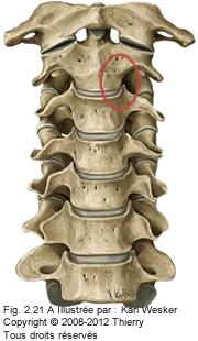 Figure des articulations uncovertébrales.