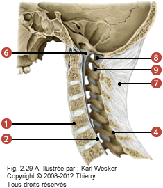 Figure 1 de 3 des ligaments cervicaux où on identifie: 1. Le ligament longitudinal antérieur, 2. Le ligament longitudinal postérieur, 4. Le ligament interépineux, 6. La membrane tectoriale, 7. Le ligament nuchal, et 8. La membrane atlanto occipitale postérieure.