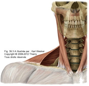 Figure des muscles de la région cervicale.