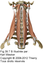 Figure 2 de 2 des muscles scalènes.