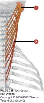 Figure 1 de 2 des splénius où on identifie: 1. Le splénius de la tête, et 2. Le splénius du cou.