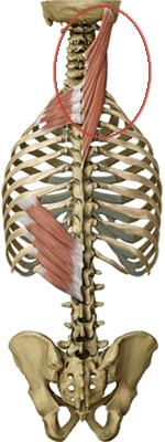 Figure 1 de 2 des splénius de la tête et du cou.