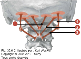 Figure 1 de 3 des muscles sous-occipitaux où on identifie: 1. Le petit droit postérieur de la tête, 2. Le grand droit postérieur de la tête, 3. L'oblique inférieur de la tête, et 4. L'oblique supérieur de la tête.