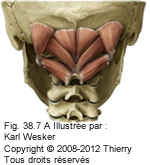 Figure 2 de 3 des muscles sous-occipitaux.