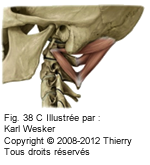 Figure 3 de 3 des muscles sous-occipitaux.