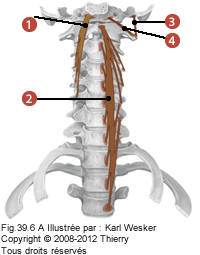 Figure 1 de 2 des muscles prévertébraux où on identifie: 1. Le long de la tête, 2. Le long du cou, 3. Le droit latéral de la tête, et 4. Le droit antérieur de la tête.