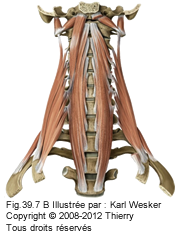 Figure 2 de 2 des muscles prévertébraux.