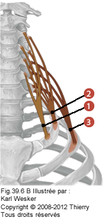 Figure 1 de 2 des muscles scalènes où on identifie: 1. Le muscle scalène antérieur, 2. Le muscle scalène moyen, et 3. Le muscle scalène postérieur.