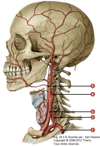 Figure de la vascularisation dans la région cervicale où on identifie: 1. Le trajet de l'artère sub clavière, 2. Le trajet de l'artère vertébrale, 3. Le trajet de l'artère carotide commune, 4. Le trajet de la carotide interne, et 5. Le trajet de la carotide externe.