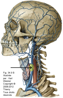 Figure de la vascularisation dans la région cervicale où on identifie la veine jugulaire interne.