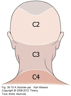 Figure des dermatomes cervicaux où on identifie C2, C3, et C4.