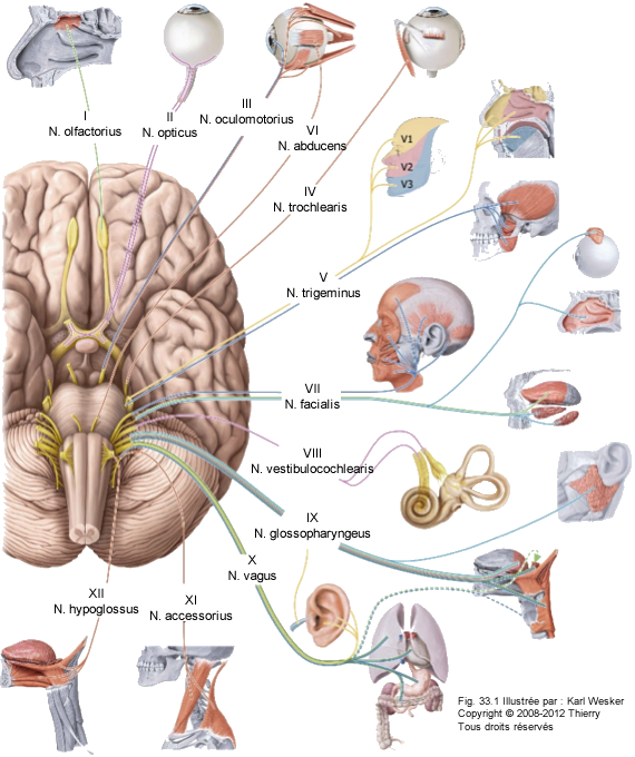 Figure des 12 paires de nerfs crâniers.