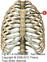 Figure de la cage thoracique où on identifie: 1. Le premier espace intercostal.